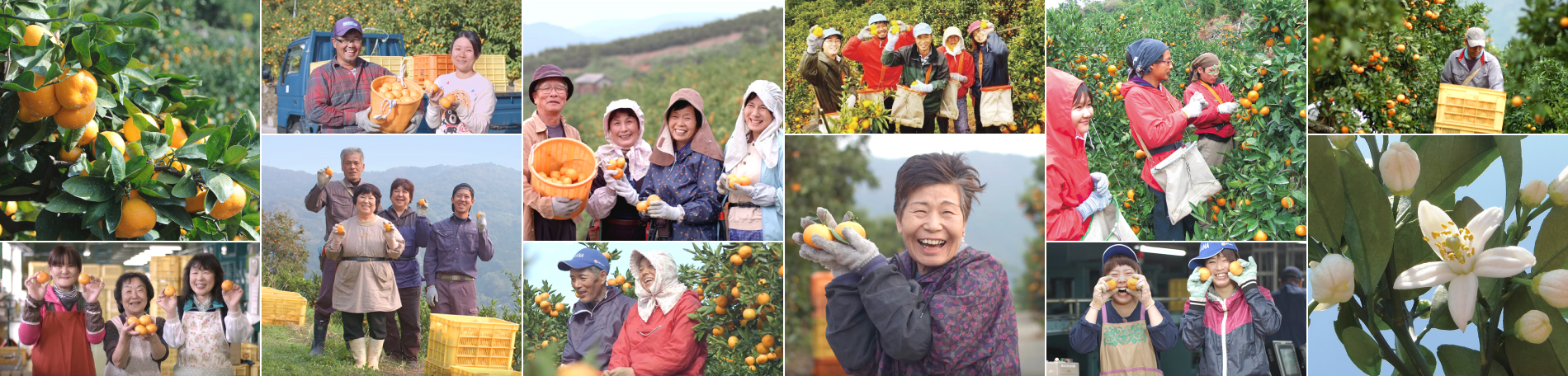 Faces of the Growers Who Support the Nanyo, Ehime Citrus Fruit Agricultural System